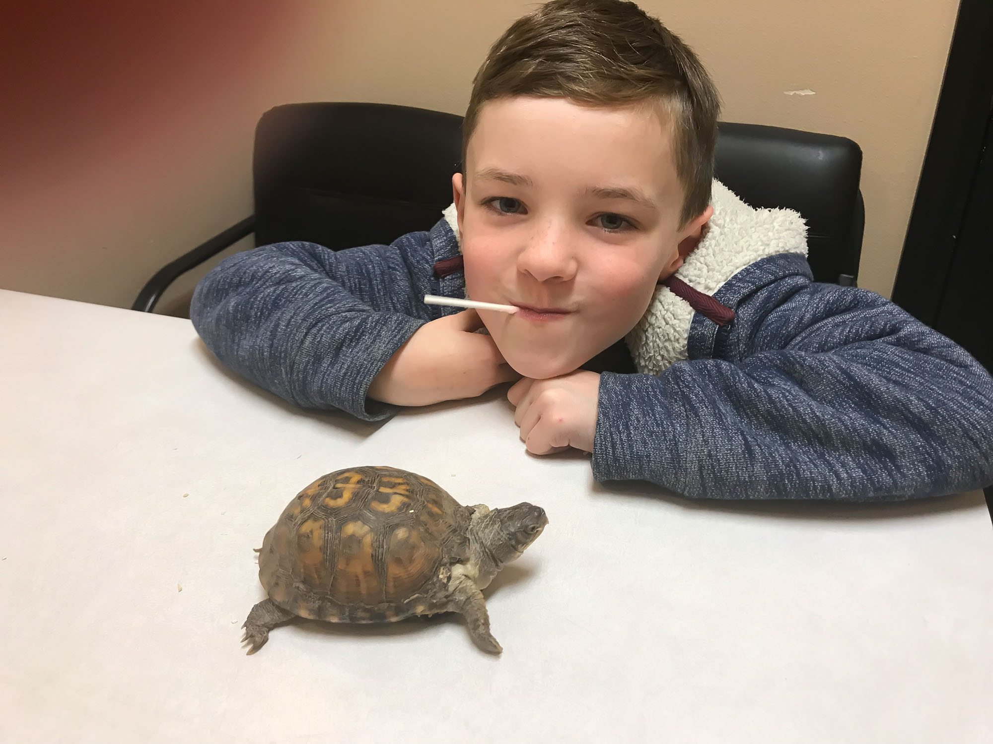 2018, Shelly, having a vet appt for her leg